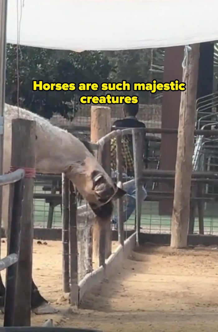 Horse in a fenced area reaching over fence upside down with funny expression captioned &quot;horses are such majestic creatures&quot;