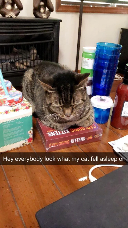 Cat sleeps on &quot;Exploding Kittens&quot; game box, captioned, &quot;Hey everybody look what my cat fell asleep on&quot;